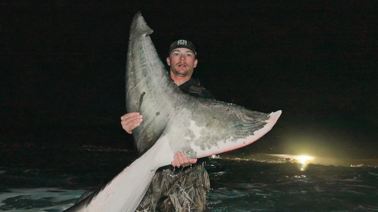 A man holds up a giant great white shark tale