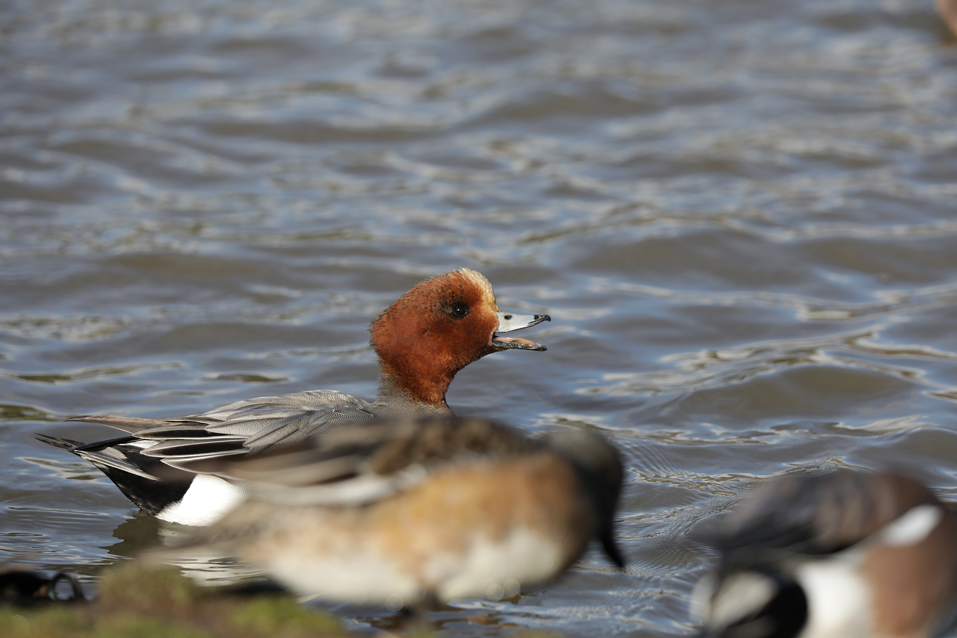 Eurasian wigeon