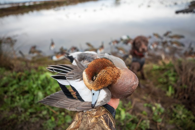 eurasion wigeon