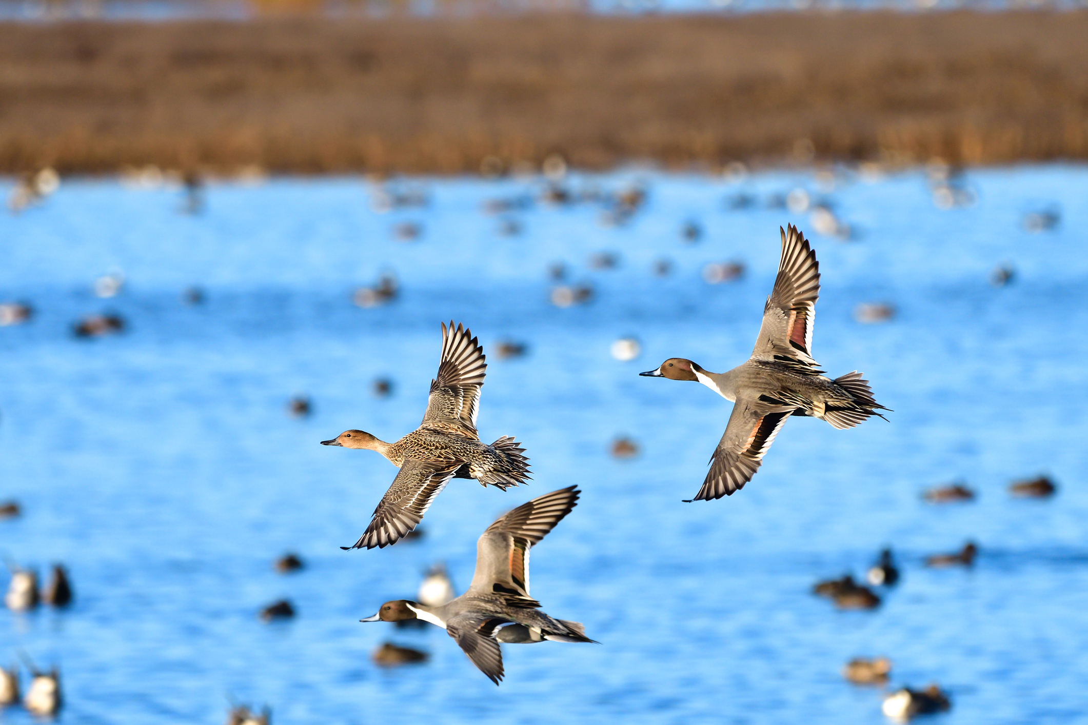 Northern Pintail courtship flight during fall - winter migration along the Pacific Flyway at Llano Seco National Wildlife Refuge. These ducks are part of the millions of waterfowl that migrate along the Pacific Flyway each year.