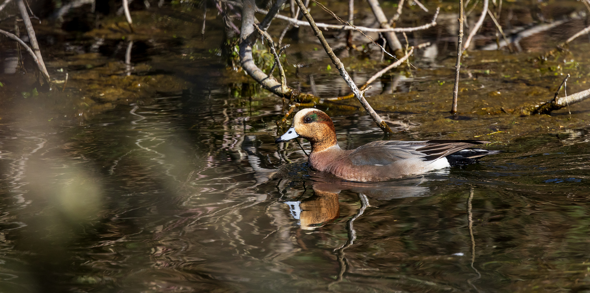 eurasian wigeon