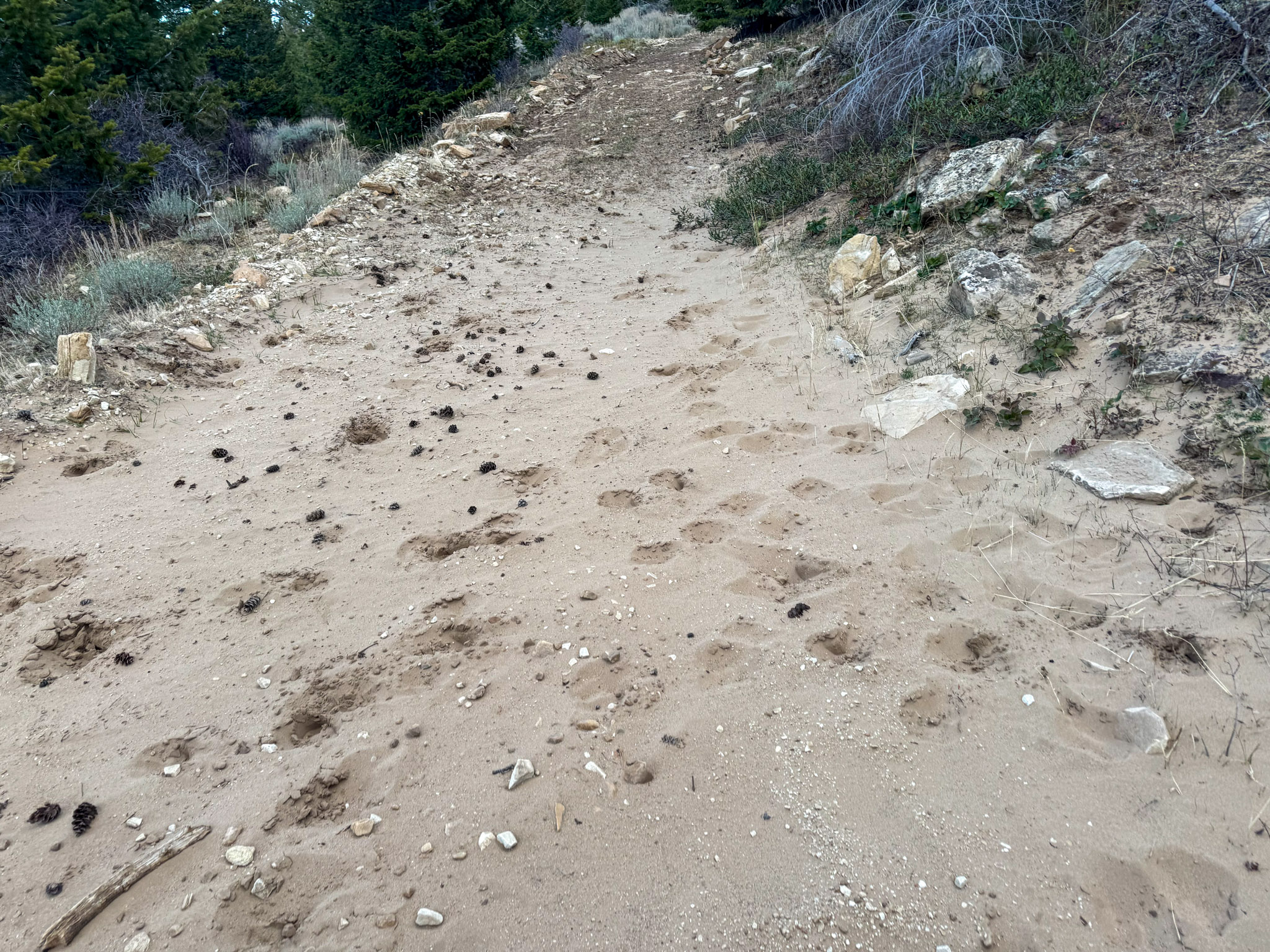 Elk tracks in the sand.