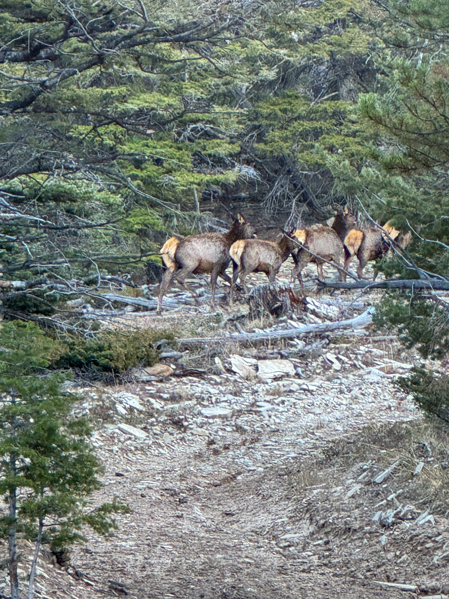 A herd of elk on Elk Mountain.