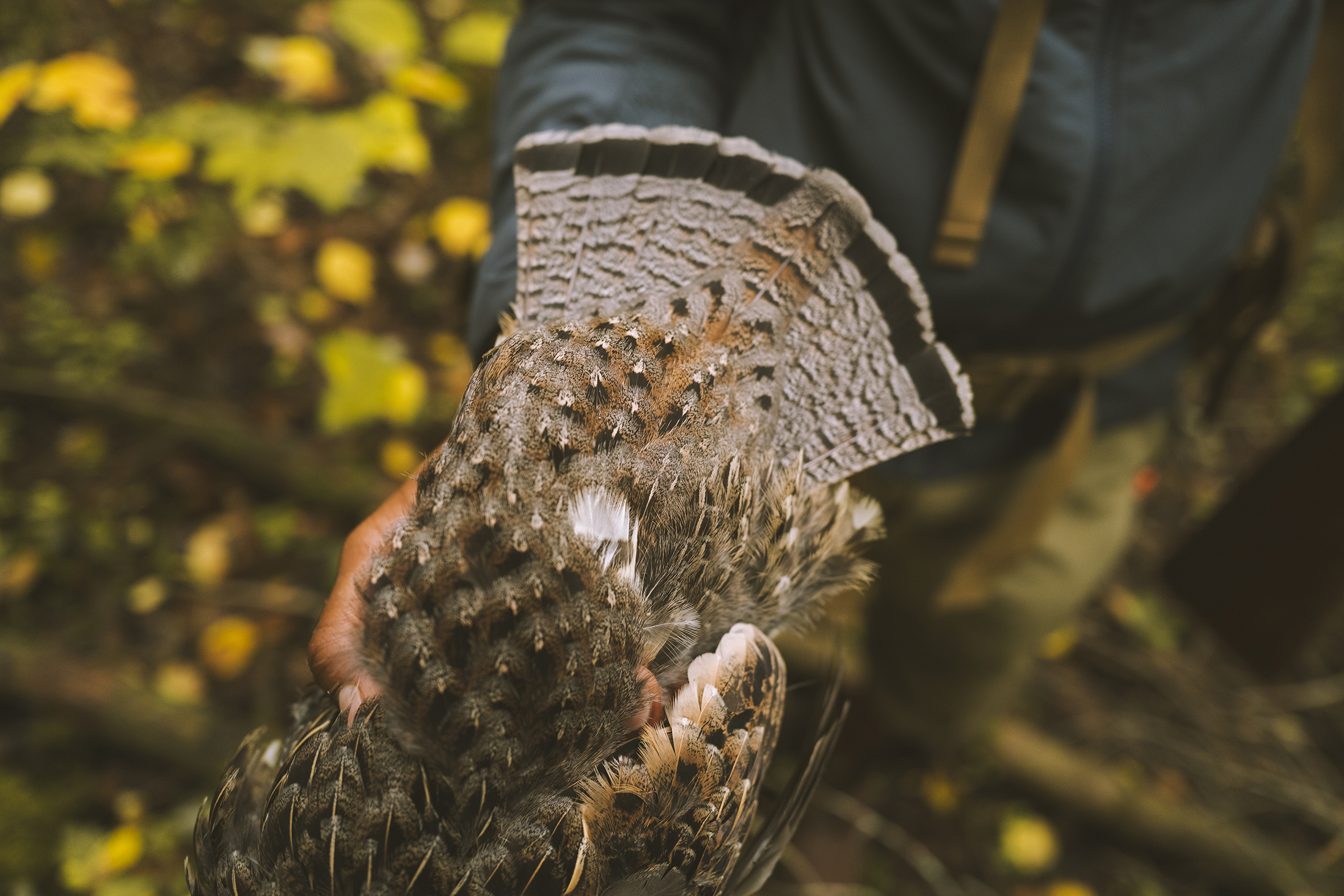 A hunter holds a ruffed grouse taken in the BWCA.