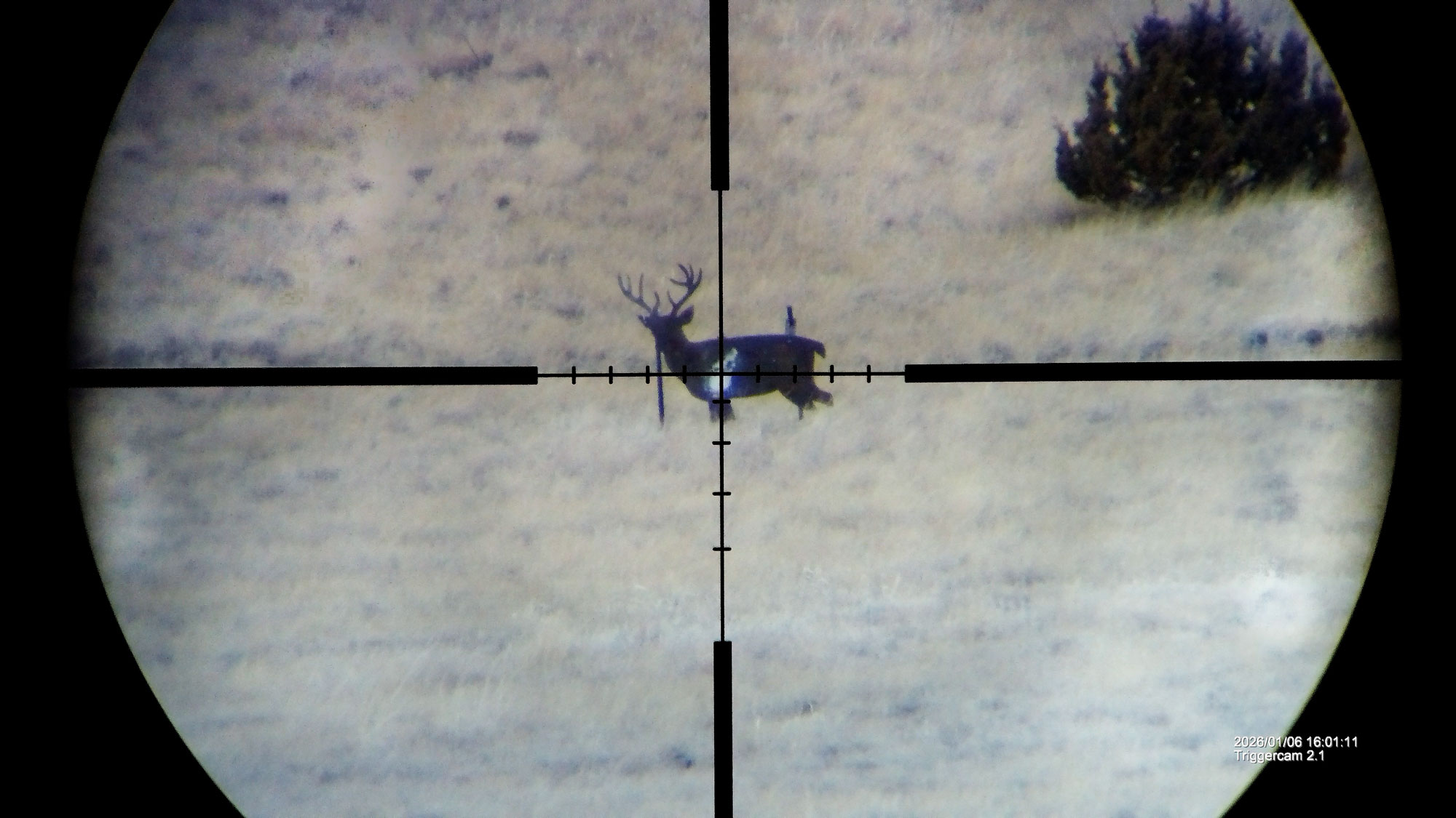 Sig Tango 4-16x44 SPF