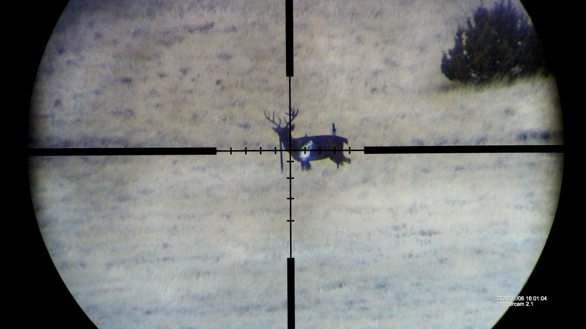 Sig Tango 4-16x44 SPF