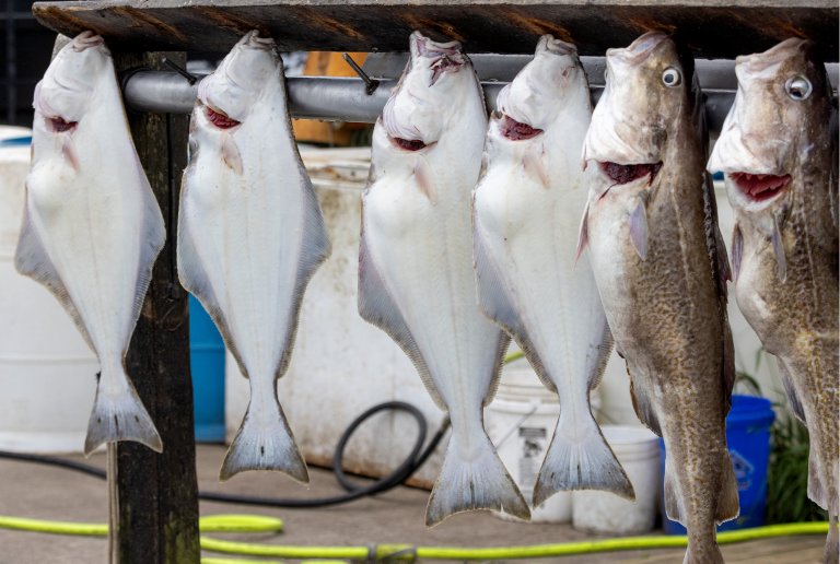 A fish cleaning table with halibut and pacific cod hanging.