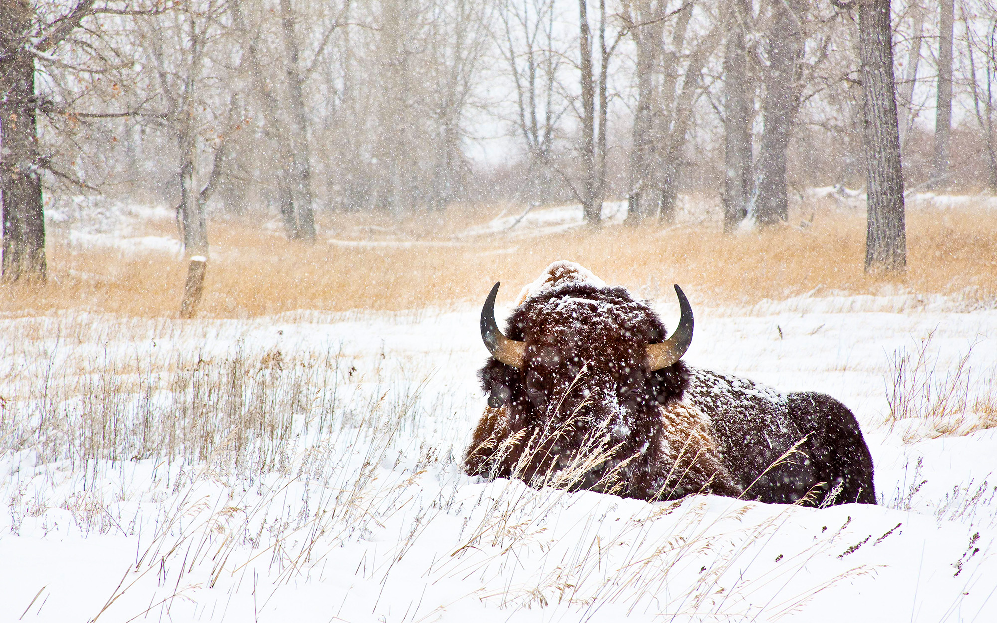 A bison lays in the snow.