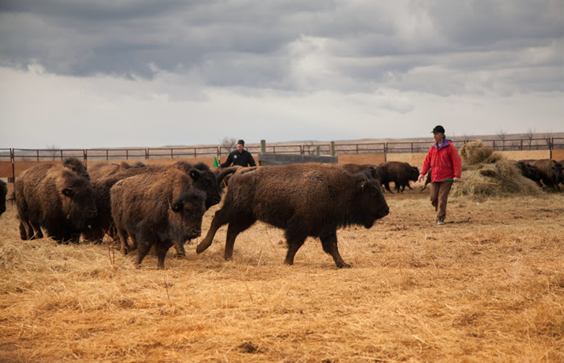 Ag workers move bison in a pen.