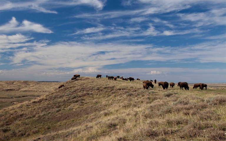 A herd of bison graze on a hillside in Montana.