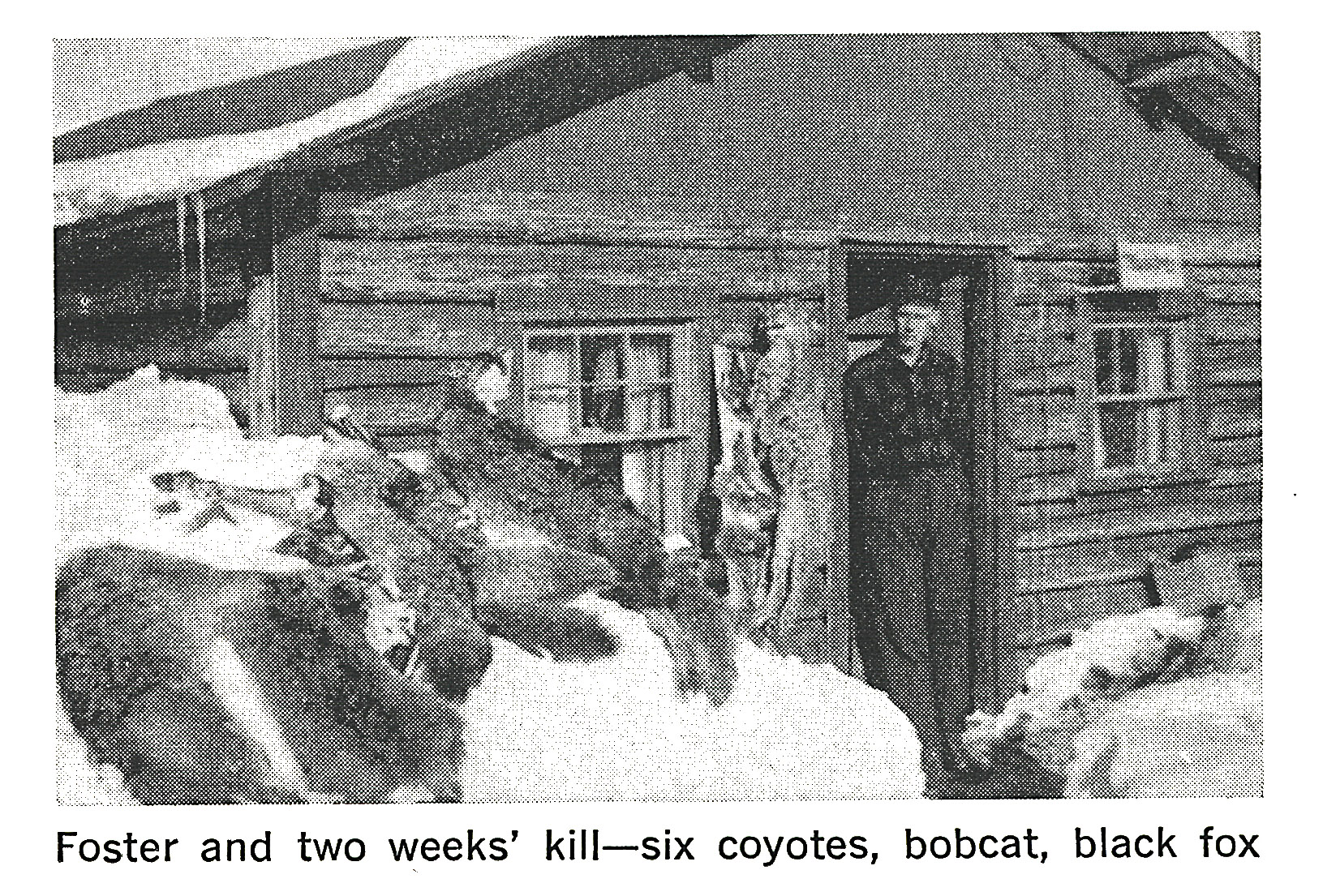 An old photo of a coyote hunter by his cabin.