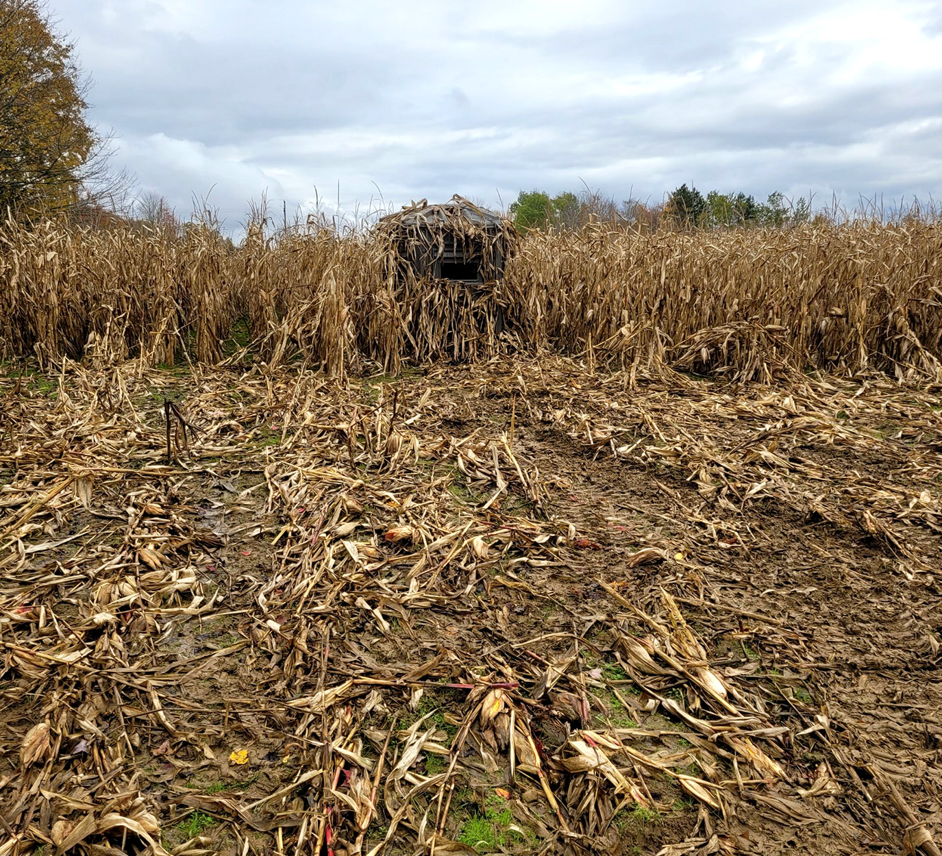 A camoflauged blind in a cornfield.