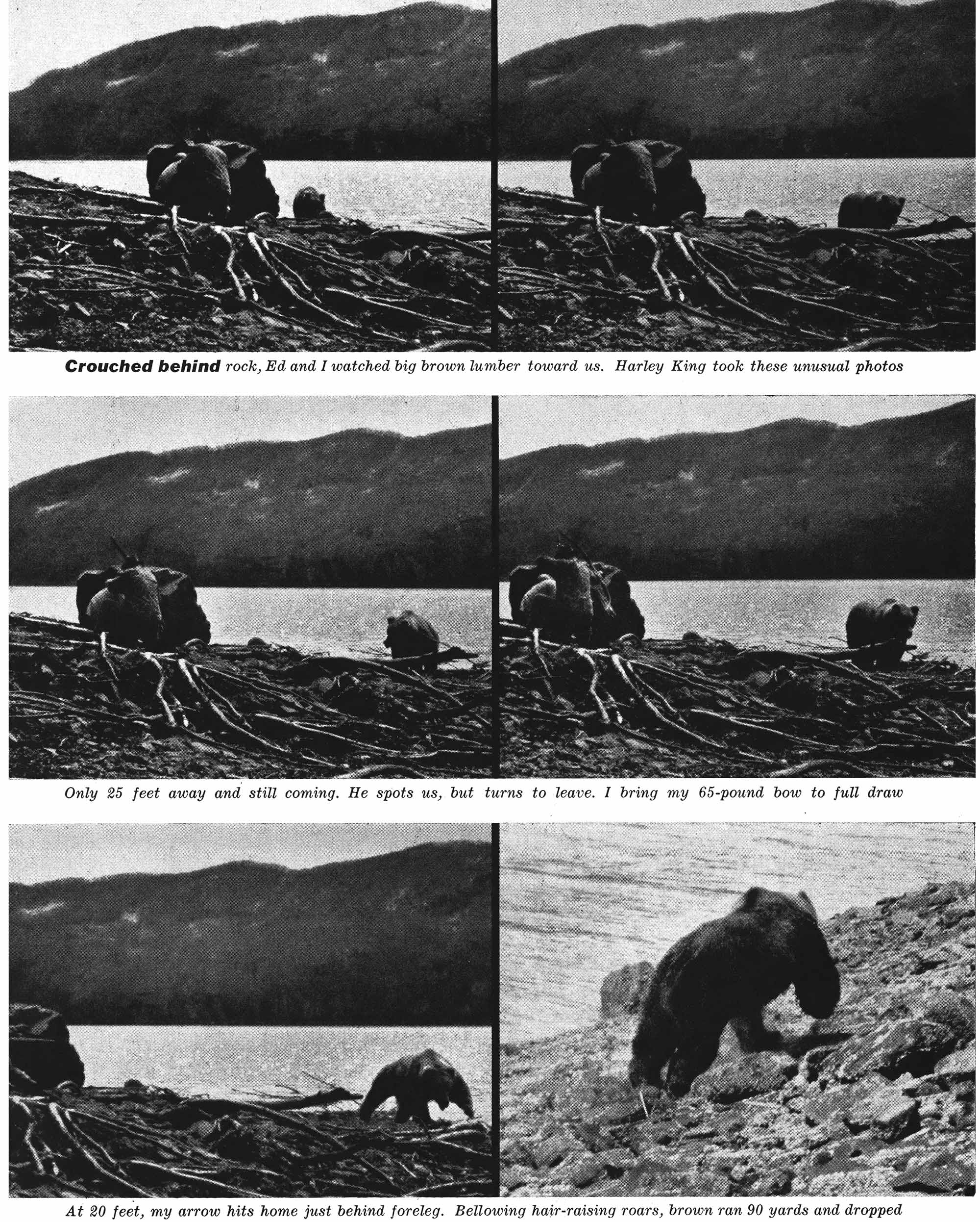 Black and white photos of bear hunting Fred Bear.