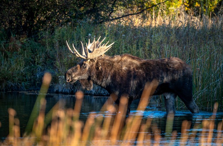 A bull moose wades in an Idaho stream.