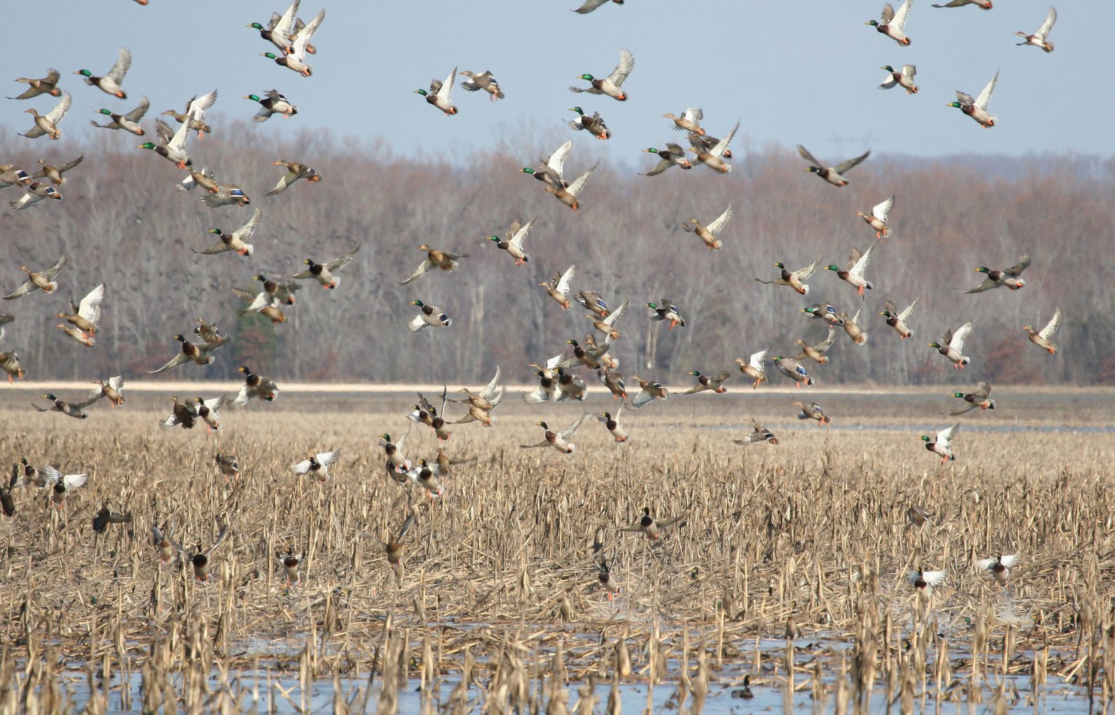 Mallards in flooded corn.