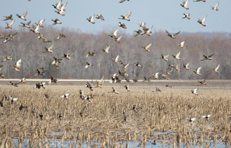 Mallards in flooded corn.