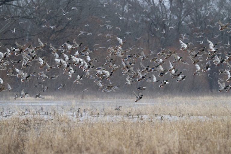 Mallards in moist soil habitat.