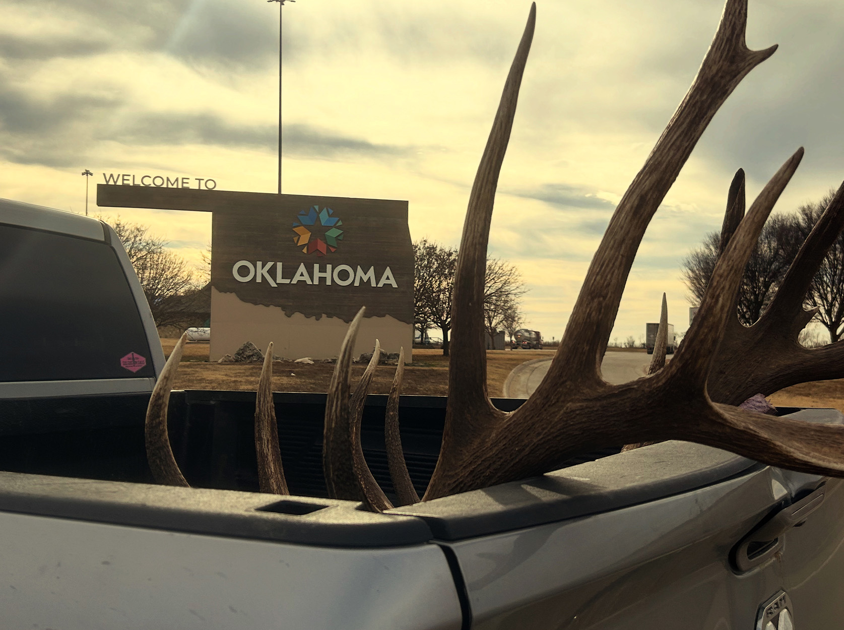 A bull elk's rack sticking out of a truckbed.