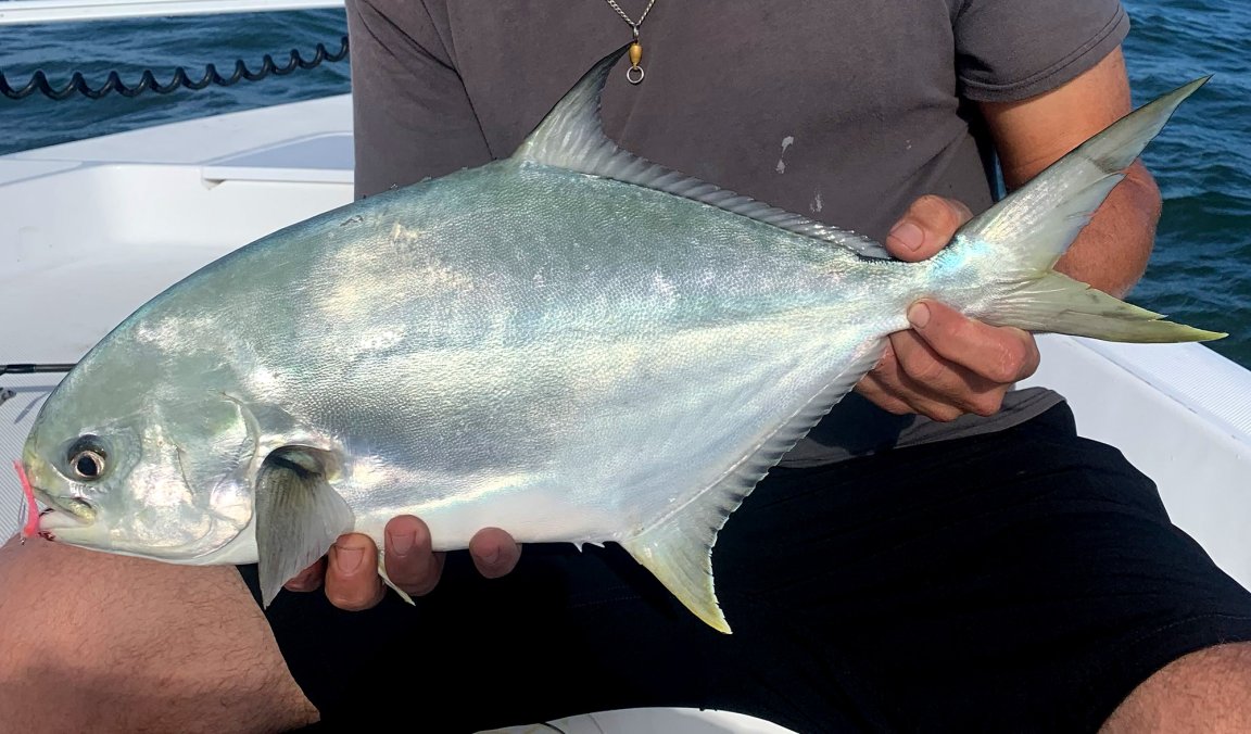 A close-up of an angler holding a Florida pompano.