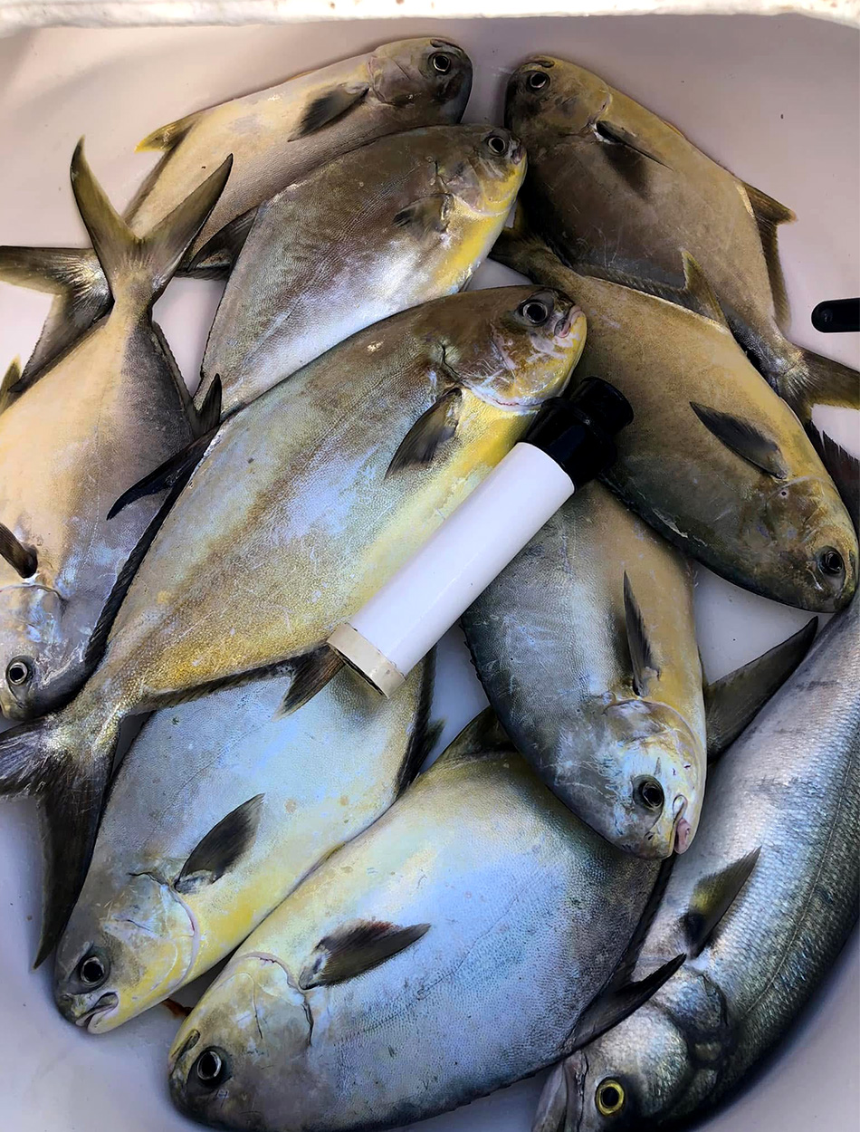 A pile of fresh-caught pompano.