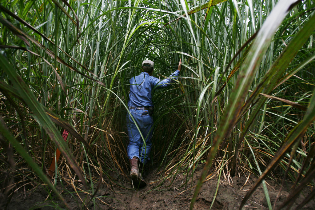 Robert Cobill , an agronomist with USDA walks through a variety of sugar cane he's researching at one of the USDA farms June 20, 2006, near Houma, La. Cobill looks for plants that will give the best fiber and with stand problems like disease and harmful bugs. (Nick de la Torre/Chronicle) (Photo by Nick de la Torre/Houston Chronicle via Getty Images)