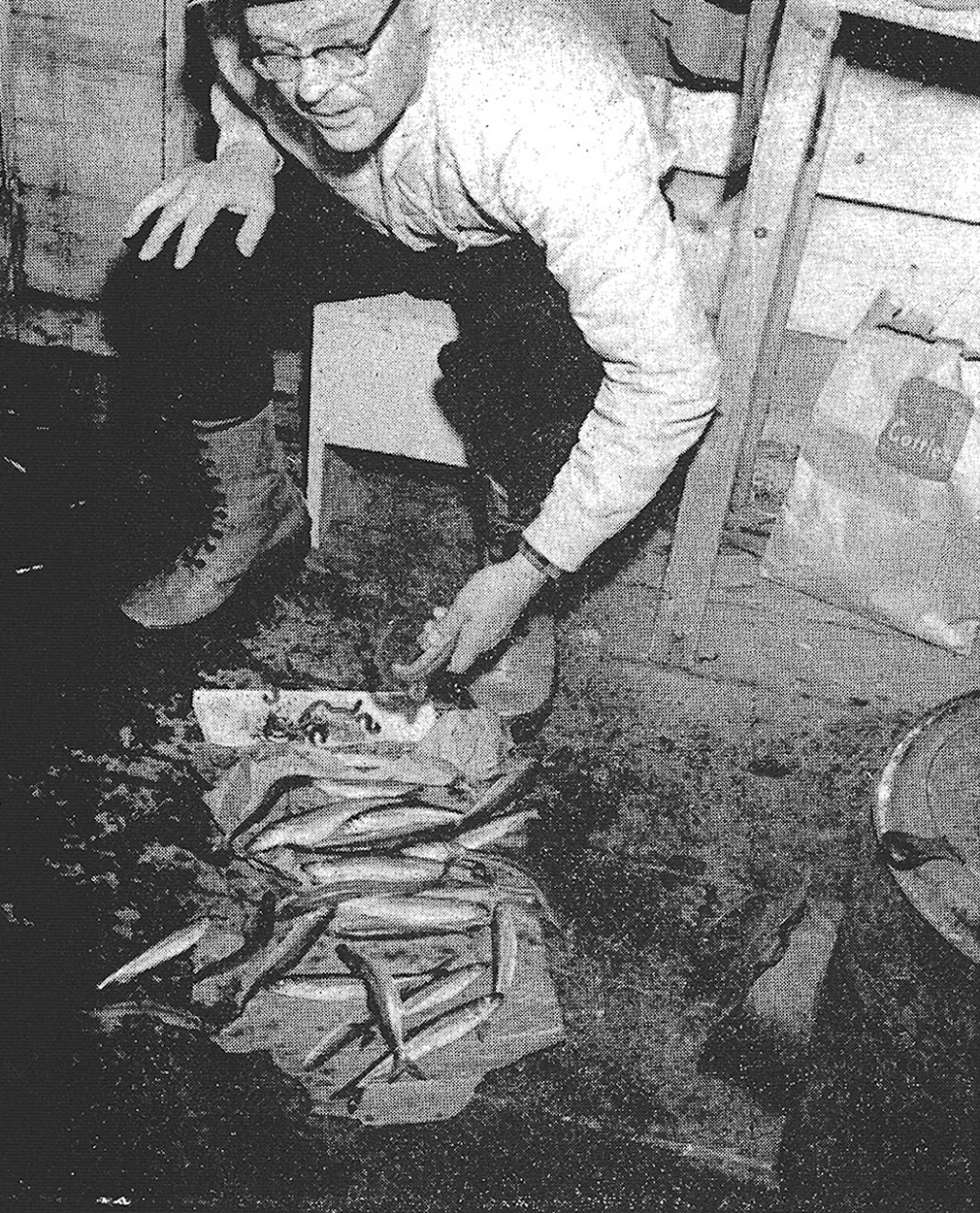 Catching a pile of smelt on the ice.