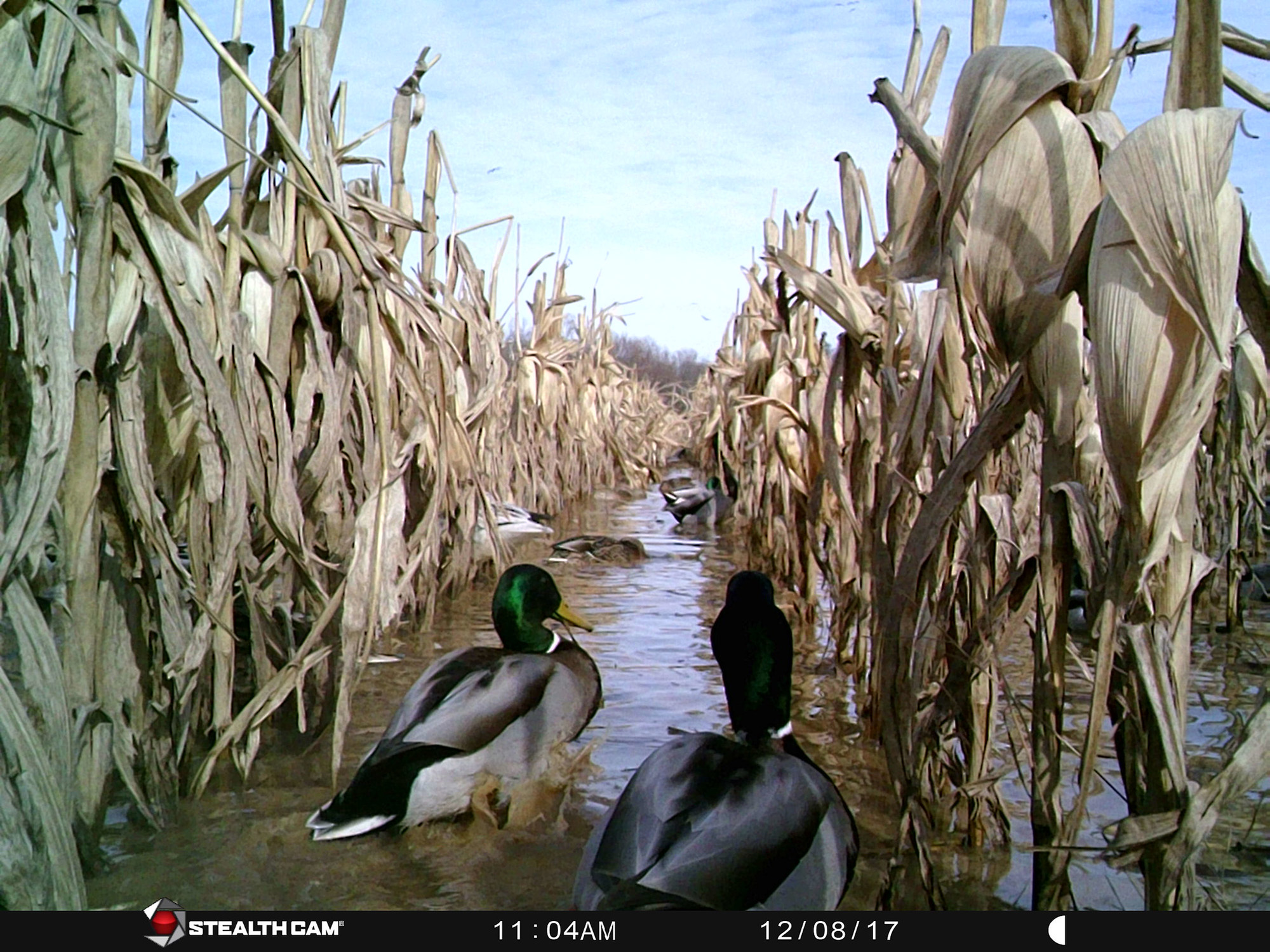 A trail camera photo of mallards in flooded corn.