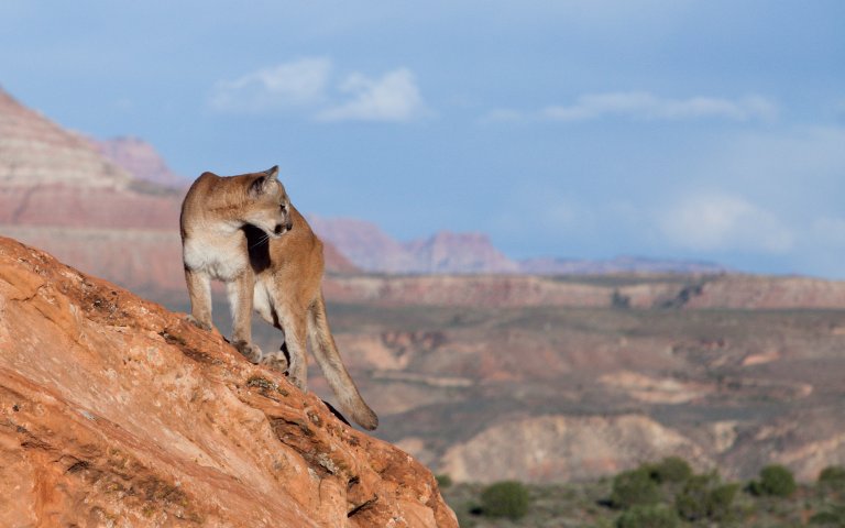 A mountain lion on red sandstone in the Southwest.