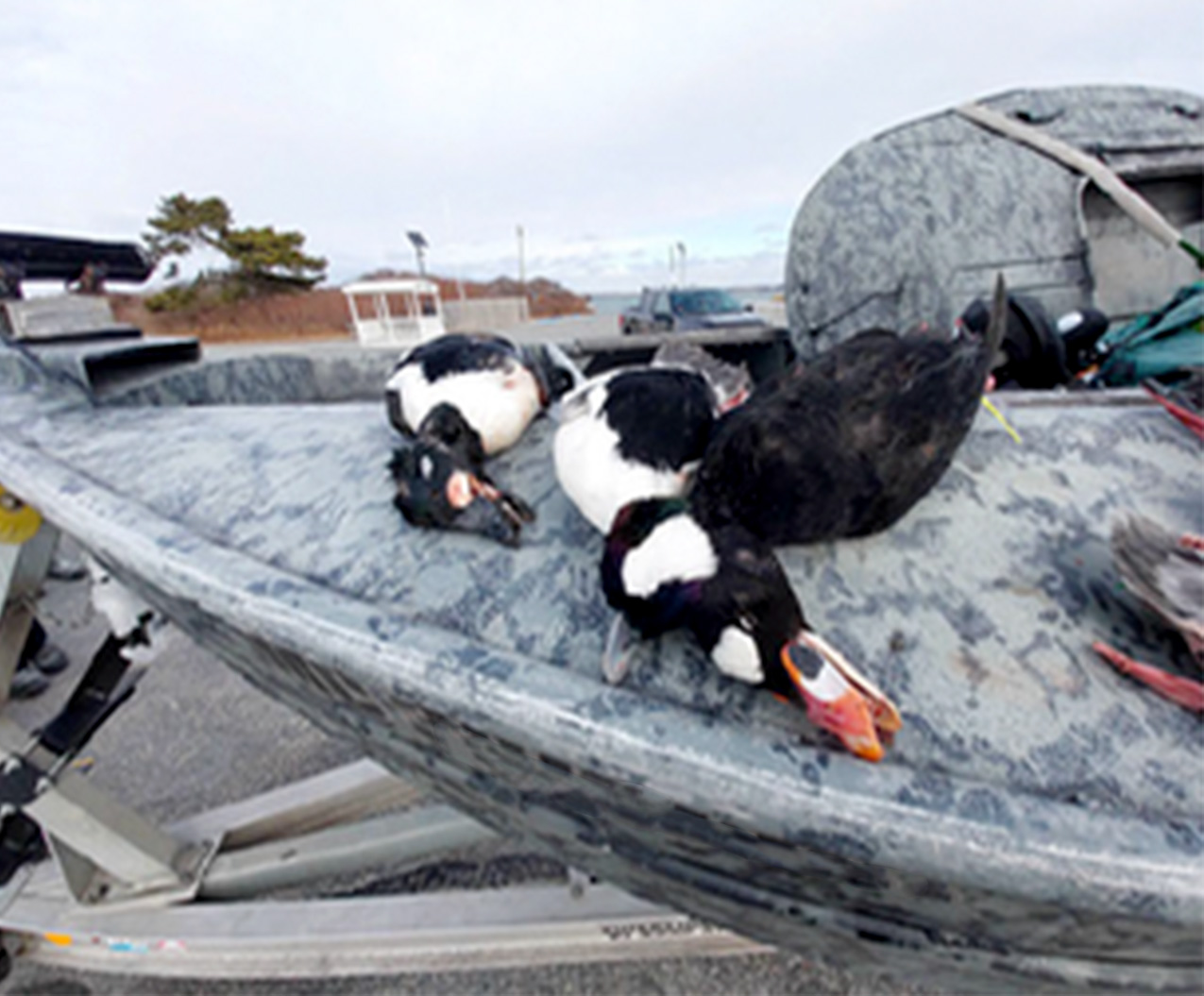 Sea ducks harvested in Rhode Island.