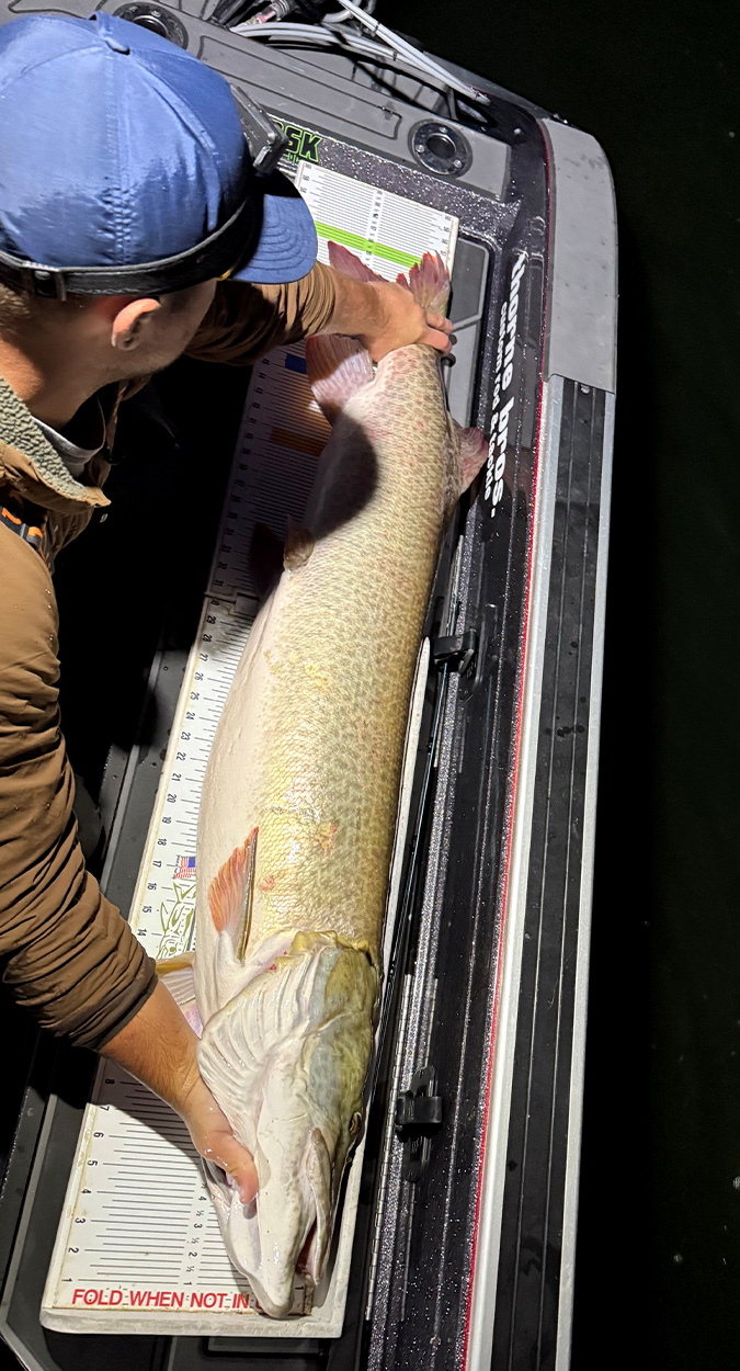 An angler measures a big muskie on a measuring board.