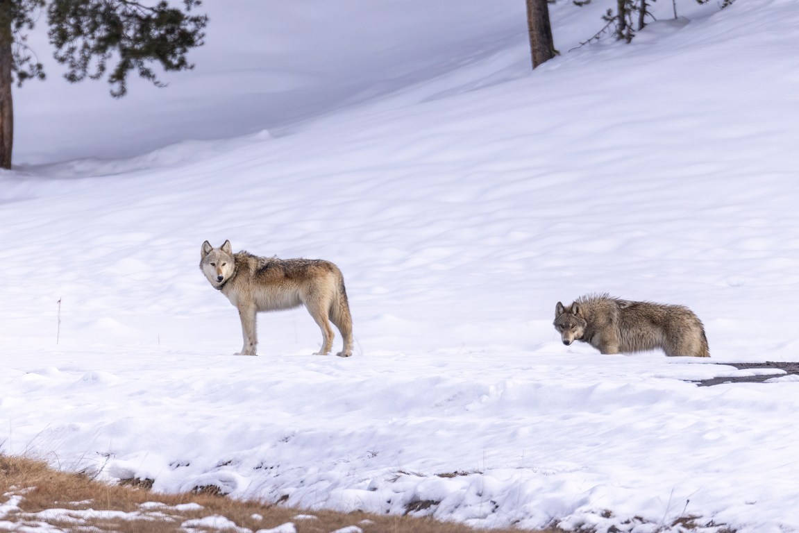 Utah Confirms It Killed 3 Gray Wolves for the First Time in 16 Years ...