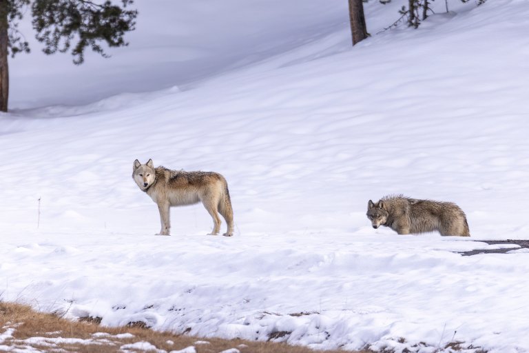 Two gray wolves