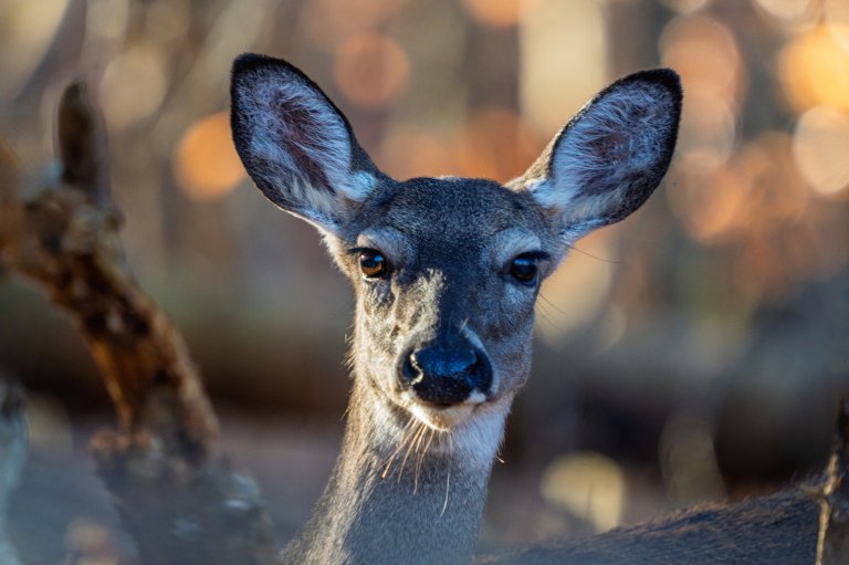An annoyed doe looks into the camera.
