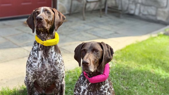 Halo Collar 5 on two GSPs