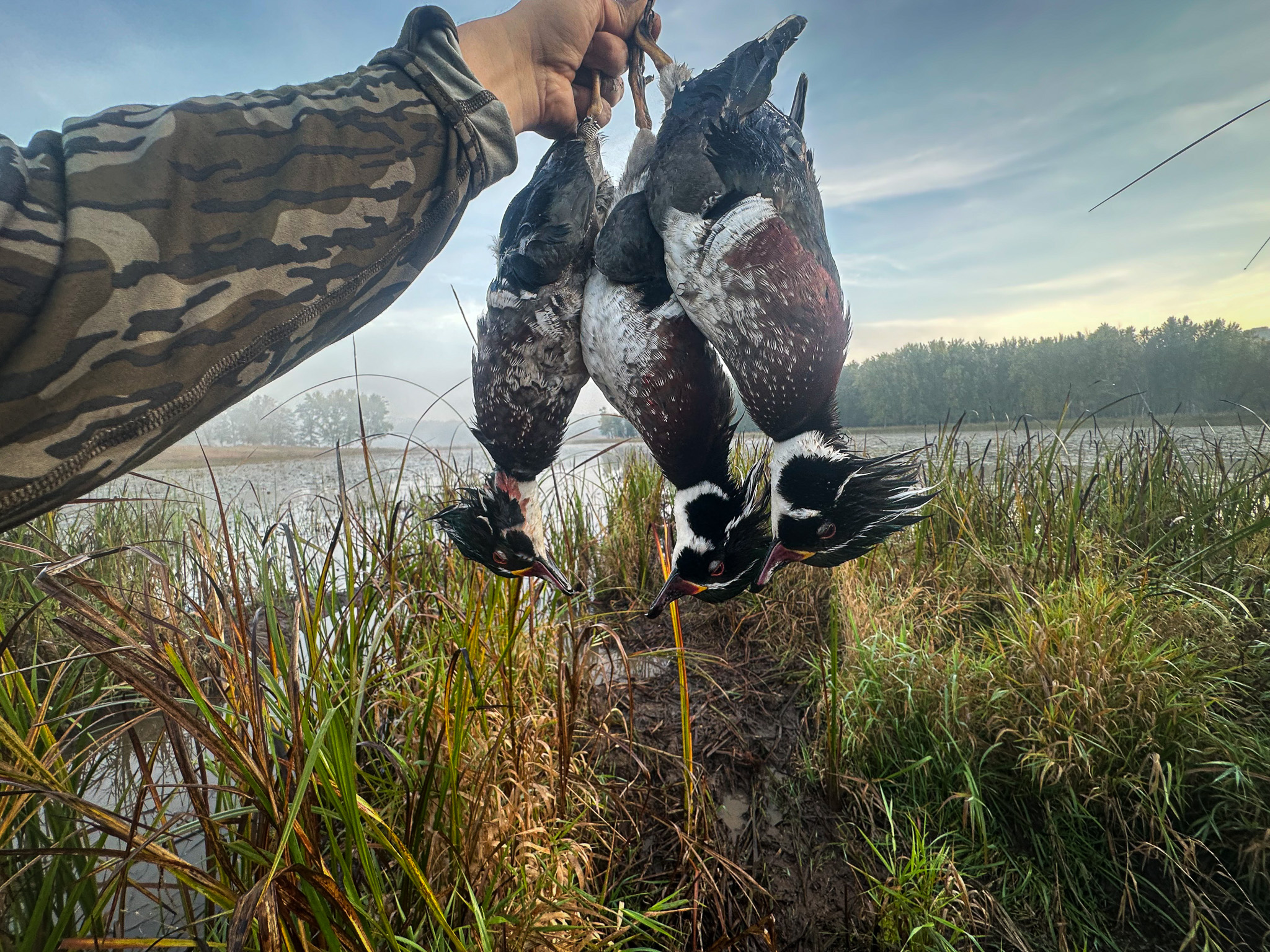 A trio of drake wood ducks