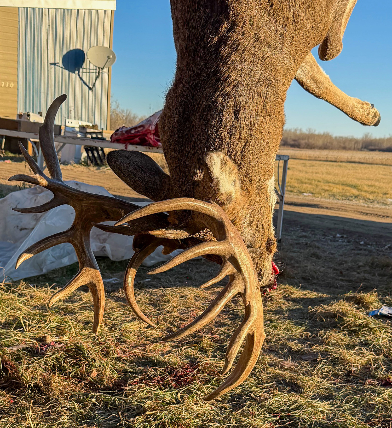 A big buck hanging upside down