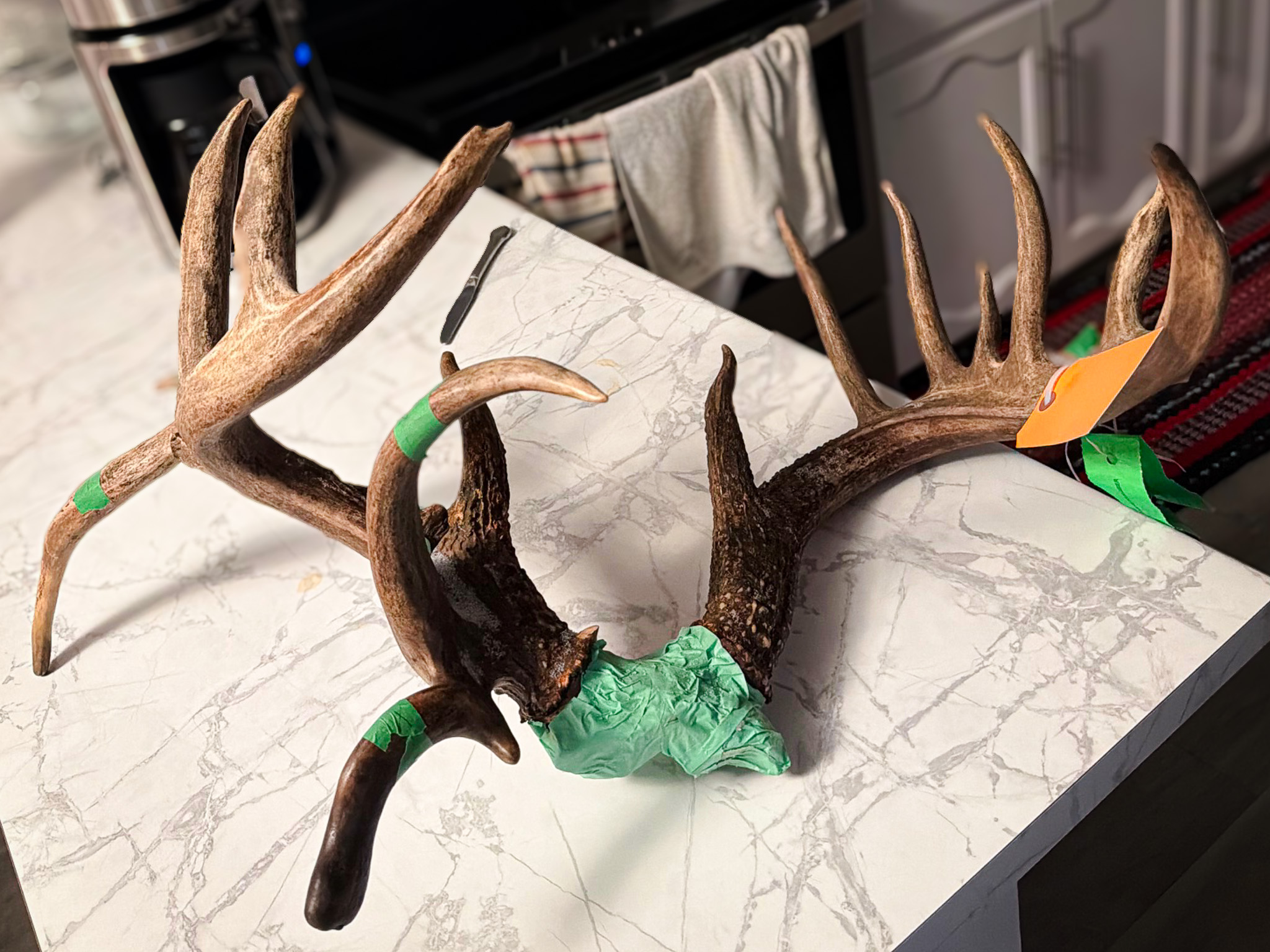A huge deer rack sitting on a kitchen countertop.