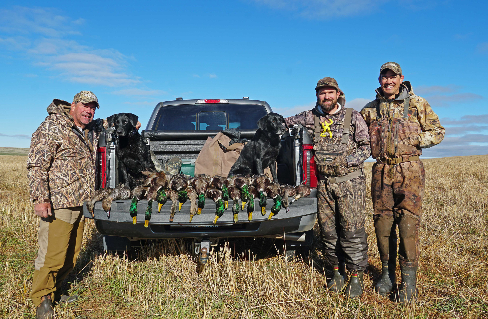 A pile of greenheads on a tailgate.