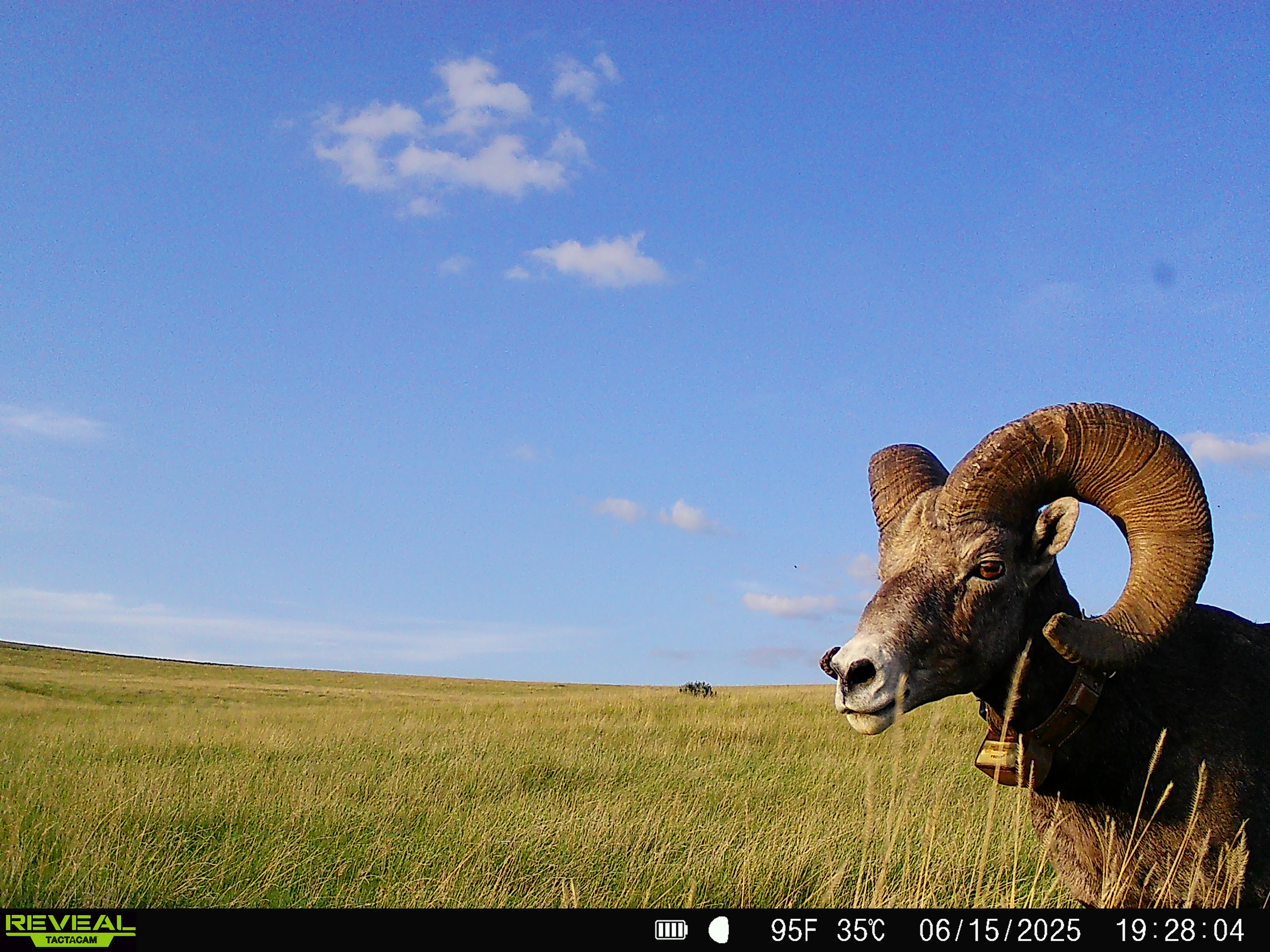 a trail cam photo of a wild sheep with a GPS collar