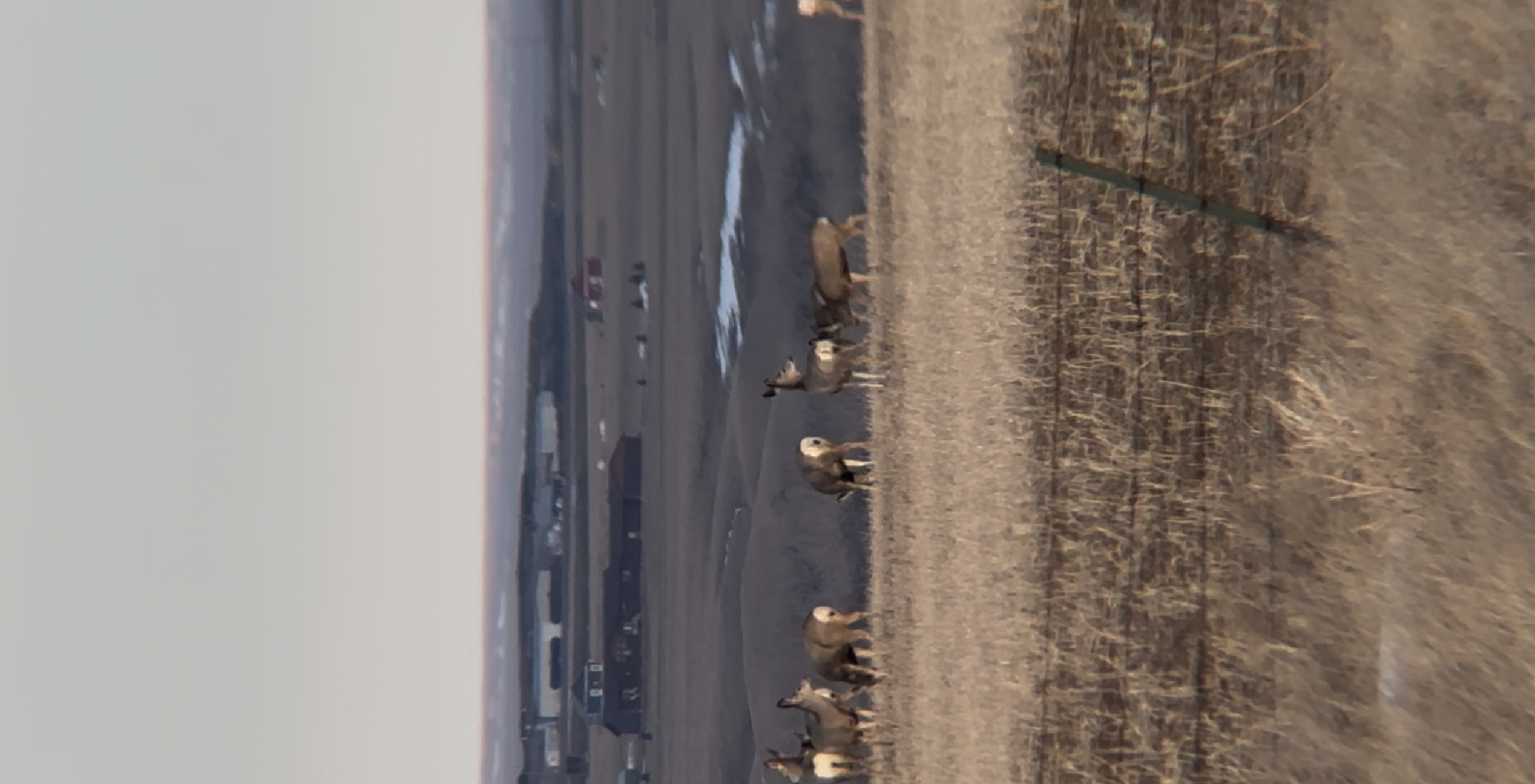 Mule deer photographed with the Stabi One
