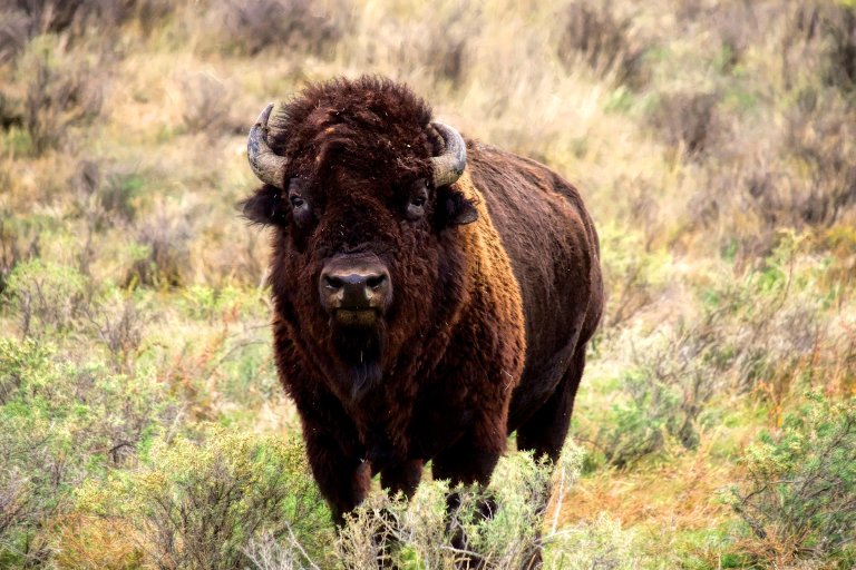 A lone bison grazing in Montana.