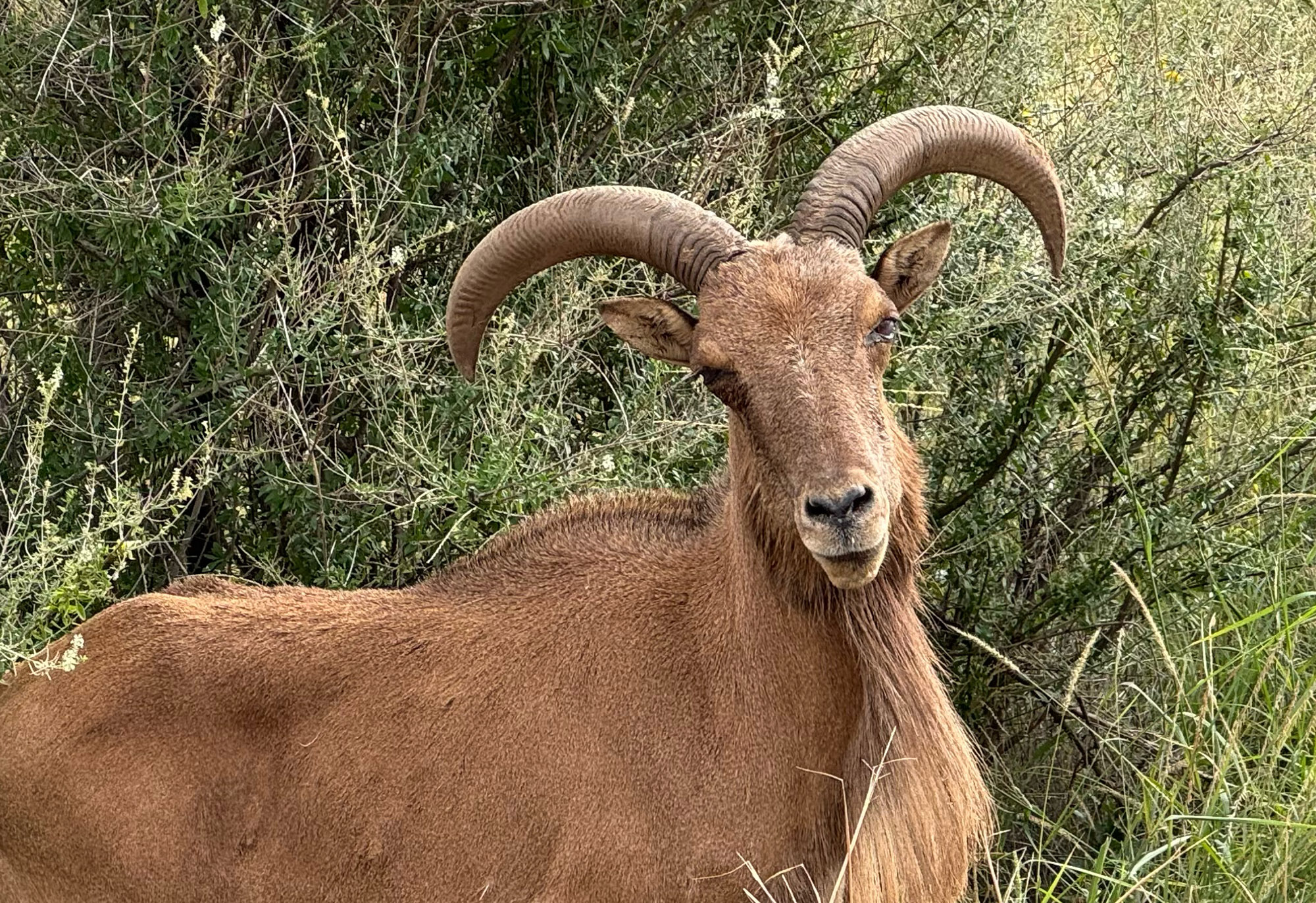 An aoudad with pink eye