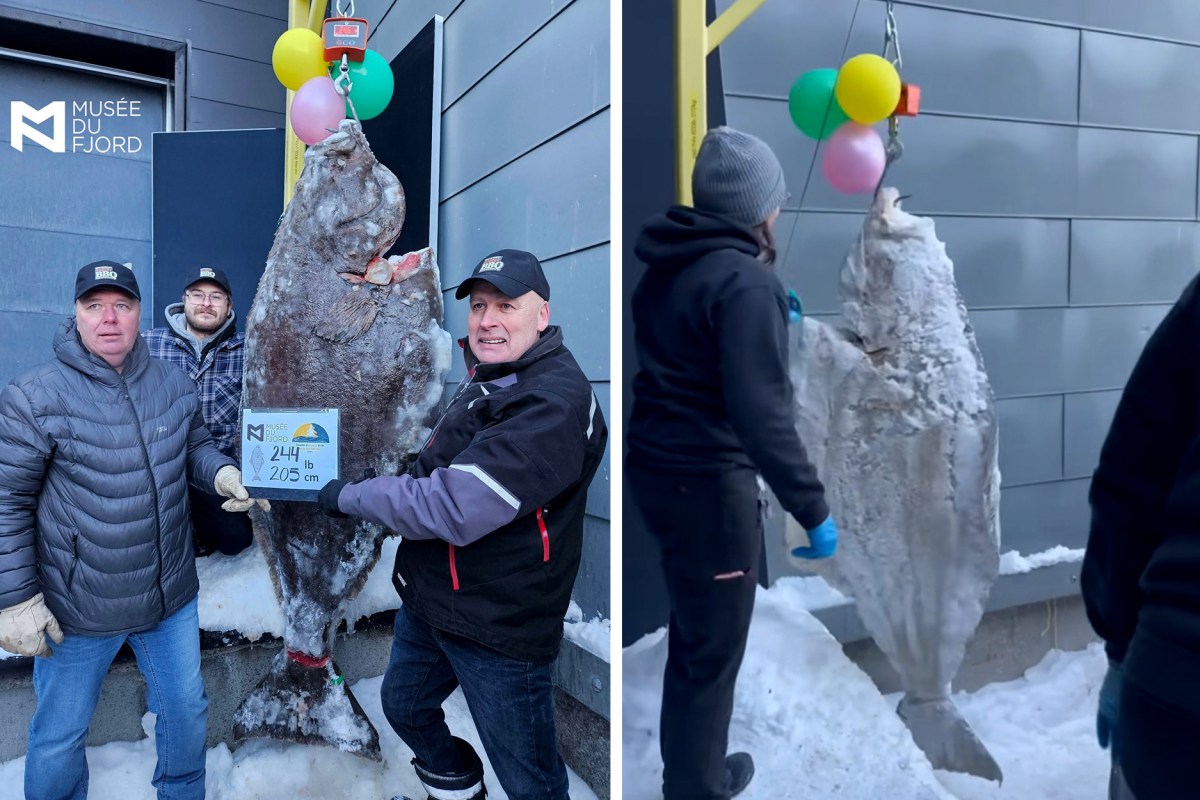 Huge Halibut Caught Through the Ice in Quebec Is a New Scientific Record