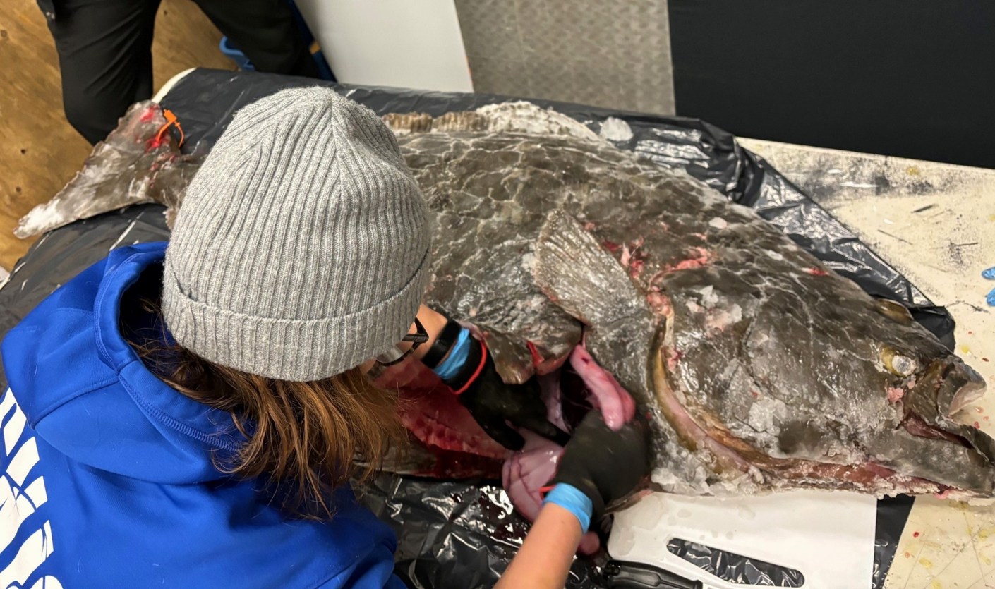 Huge Halibut Caught Through the Ice in Quebec Is a New Scientific ...