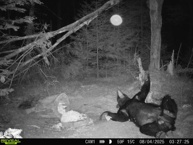 A black and white trail camera of a bear rolling beside some bait.