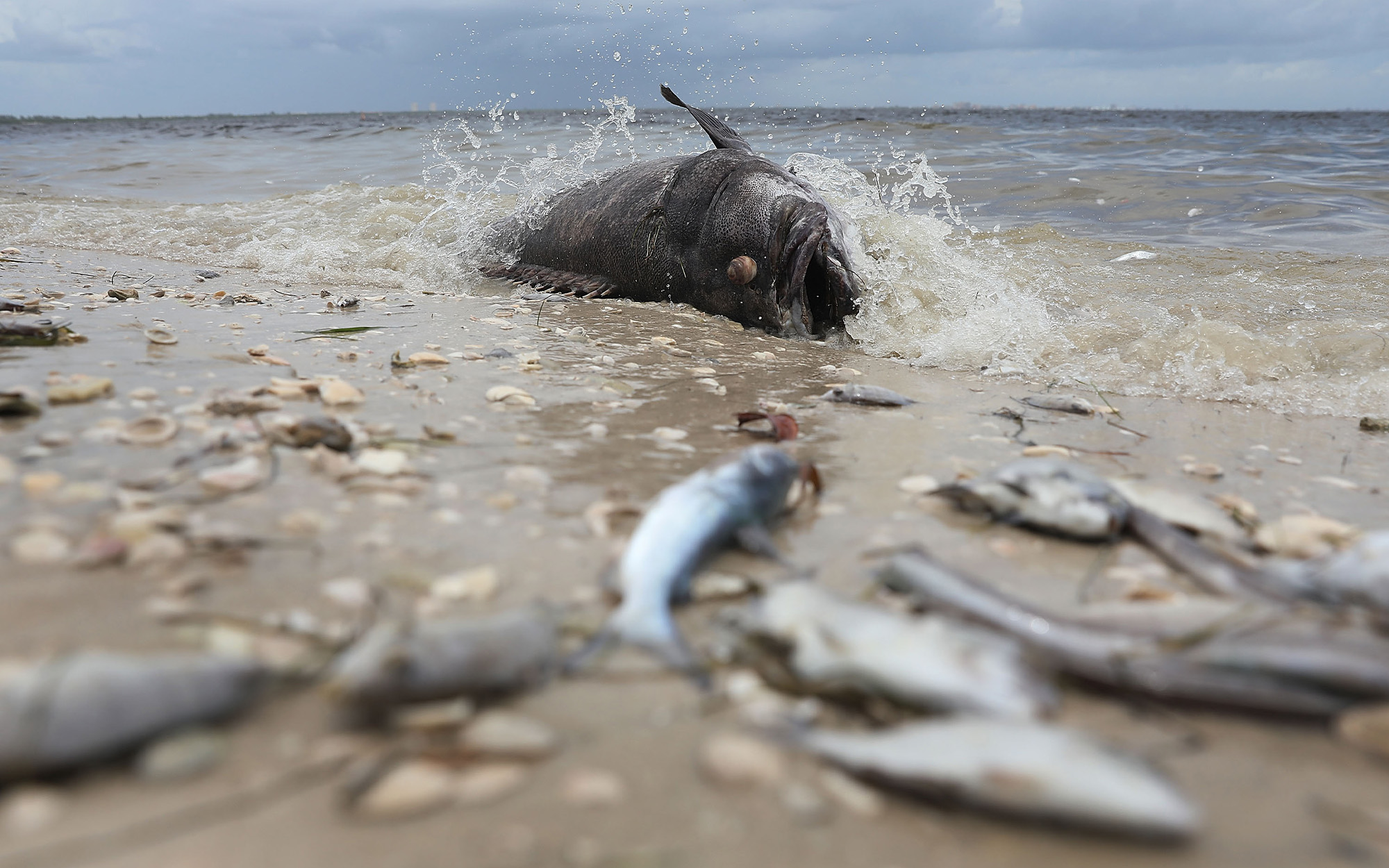 Fish killed during a 2018 red tide event in Florida.