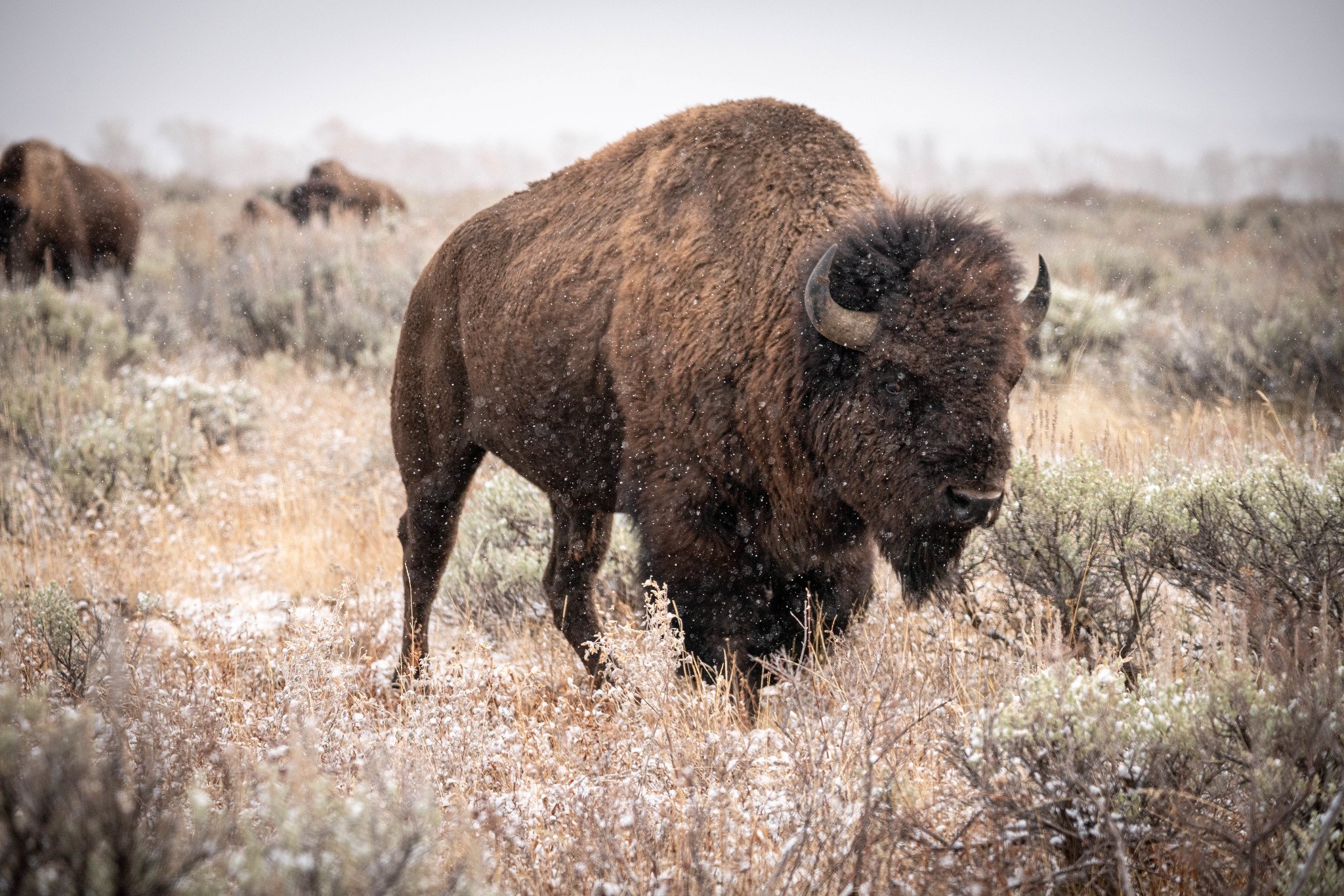A bison grazes with snow flurries.
