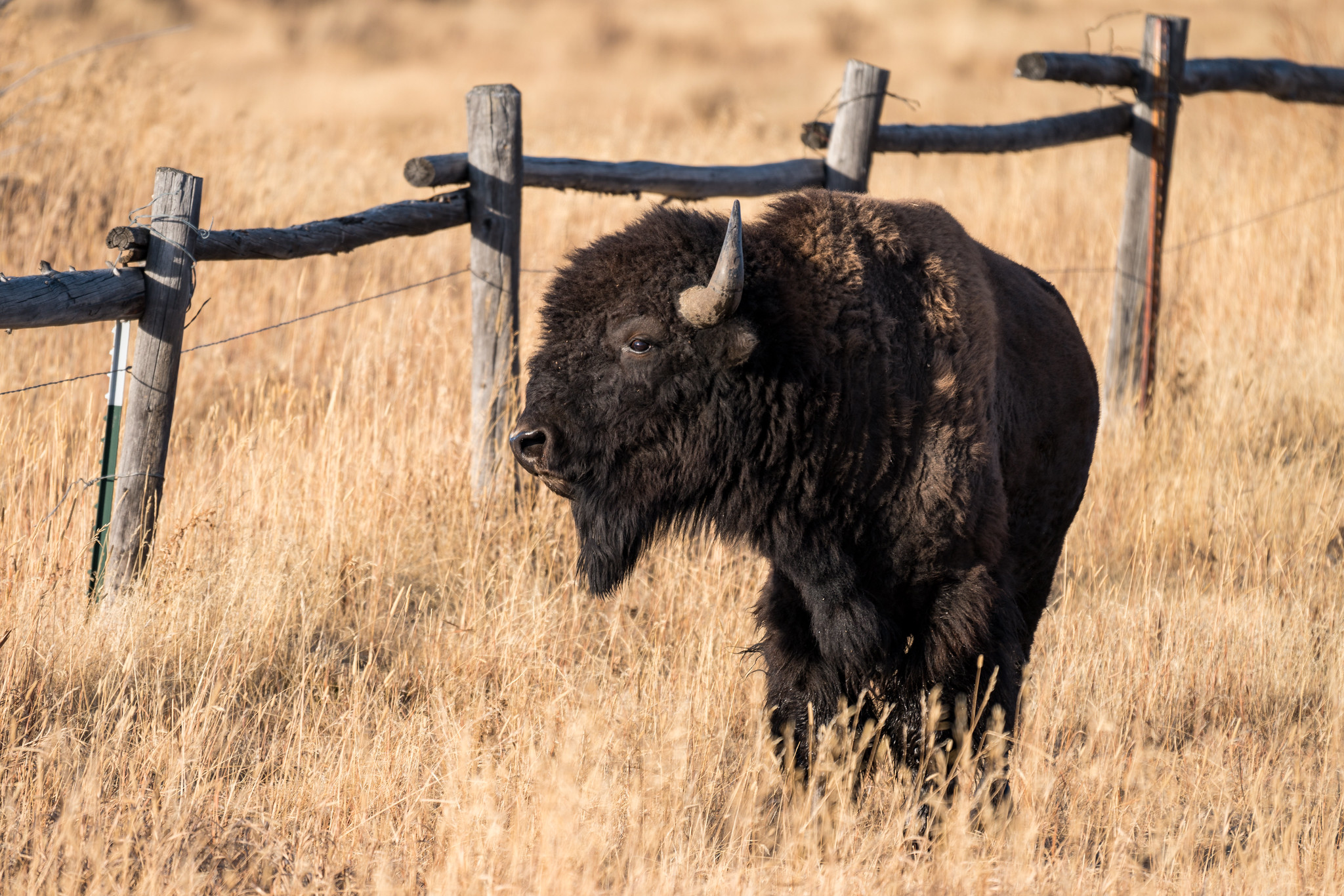 A bison by a fence.
