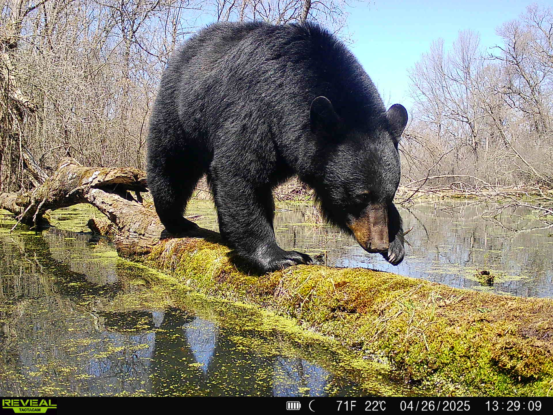 A trail cam photo of a black bear on a log.