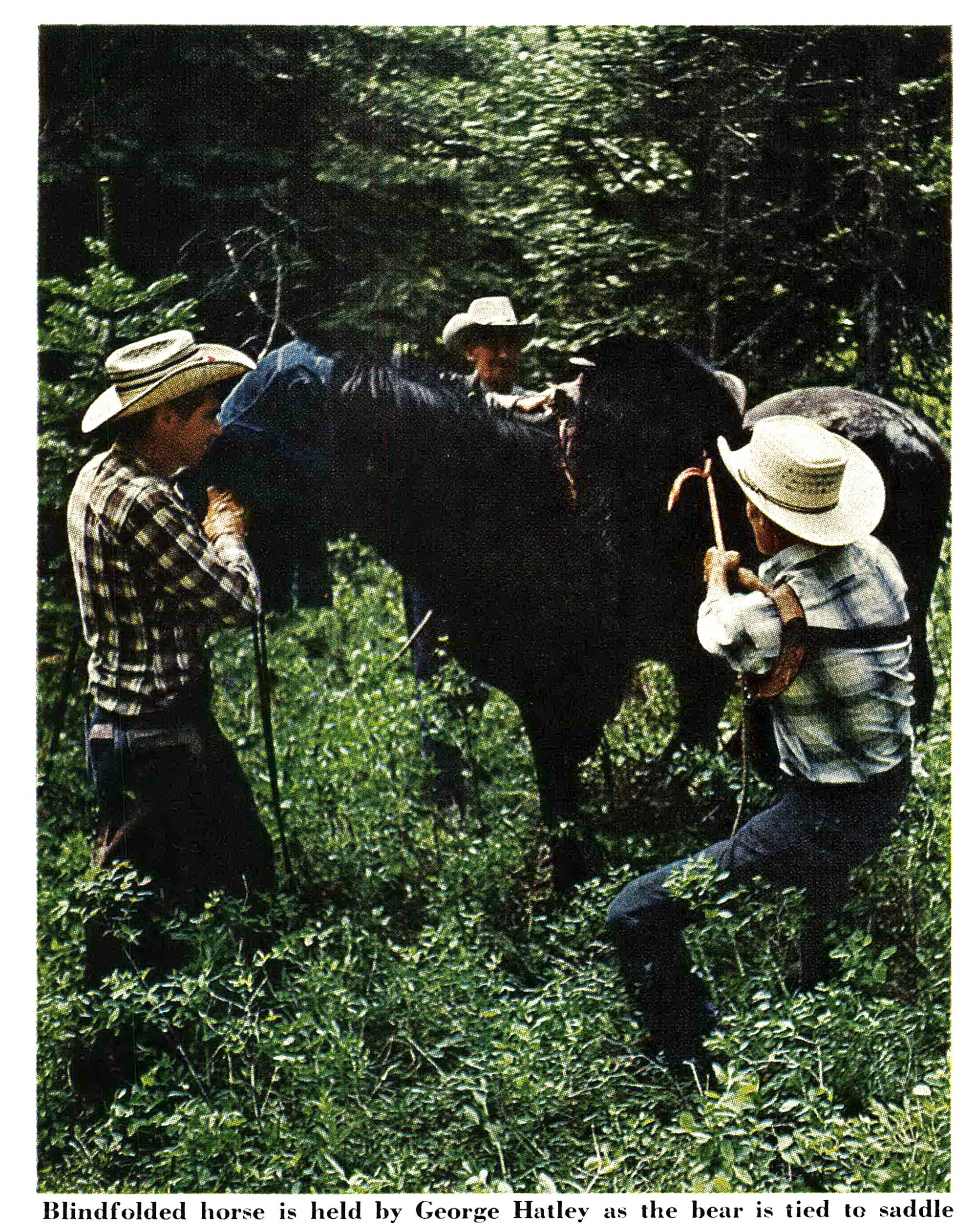 A trio of cowboys secures a black bear to a horse.